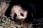 Giant Panda, Ailuropoda melanoleuca, Preview of: 
panda13.jpg 
330 x 220 compressed image 
(64,183 bytes)