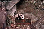Giant Panda, Ailuropoda melanoleuca, Preview of: 
panda14.jpg 
330 x 220 compressed image 
(94,181 bytes)