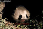 Giant Panda, Ailuropoda melanoleuca, Preview of: 
panda16.jpg 
330 x 225 compressed image 
(57,567 bytes)