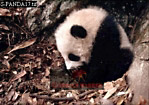 Giant Panda, Ailuropoda melanoleuca, Preview of: 
panda18.jpg 
330 x 233 compressed image 
(91,834 bytes)