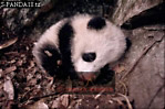 Giant Panda, Ailuropoda melanoleuca, Preview of: 
panda19.jpg 
330 x 221 compressed image 
(77,110 bytes)