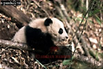 Giant Panda, Ailuropoda melanoleuca, Preview of: 
panda21.jpg 
330 x 223 compressed image 
(80,868 bytes)