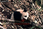 Giant Panda, Ailuropoda melanoleuca, Preview of: 
panda22.jpg 
330 x 222 compressed image 
(91,809 bytes)