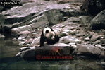 Giant Panda, Ailuropoda melanoleuca, Preview of: 
panda23.jpg 
330 x 221 compressed image 
(76,586 bytes)