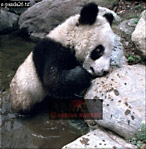 Giant Panda, Ailuropoda melanoleuca, Preview of: 
panda25.jpg 
325 x 330 compressed image 
(115,618 bytes)