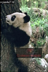 Giant Panda, Ailuropoda melanoleuca, Preview of: 
panda26.jpg 
223 x 330 compressed image 
(84,693 bytes)