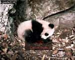 Giant Panda, Ailuropoda melanoleuca, Preview of: 
panda27.jpg 
330 x 265 compressed image 
(103,481 bytes)
