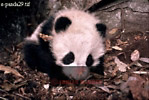 Giant Panda, Ailuropoda melanoleuca, Preview of: 
panda28.jpg 
330 x 223 compressed image 
(78,167 bytes)