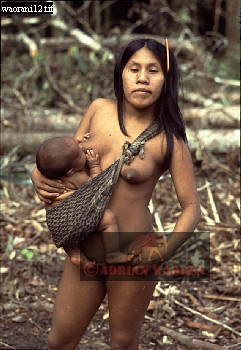 Waorani Indian, Ecuadaor,  tribe_SUSA16.jpg 
241 x 350 compressed image 
(85,376 bytes)