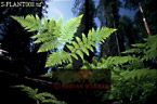 Preview of: 
fern01.jpg 
320 x 214 compressed image 
(72,895 bytes)