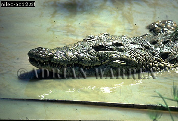 Nile Crocodile, Crocodylus niloticus, crocs14.jpg 
350 x 239 compressed image 
(84,985 bytes)