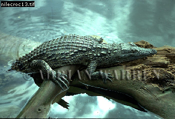 Nile Crocodile, Crocodylus niloticus, crocs15.jpg 
350 x 238 compressed image 
(85,076 bytes)