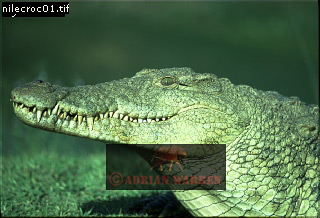 Nile Crocodile, Crocodylus niloticus, crocs16.jpg 
320 x 218 compressed image 
(64,184 bytes)