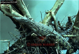 Nile Crocodile, Crocodylus niloticus, crocs17.jpg 
320 x 218 compressed image 
(81,284 bytes)