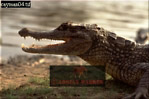 Cayman, Preview of: 
crocs08.jpg 
320 x 214 compressed image 
(61,364 bytes)