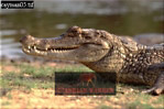 Cayman, Preview of: 
crocs09.jpg 
320 x 214 compressed image 
(67,980 bytes)