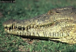 Nile Crocodile, Preview of: 
crocs13.jpg 
350 x 241 compressed image 
(111,802 bytes)