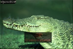 Nile Crocodile, Preview of: 
crocs16.jpg 
320 x 218 compressed image 
(64,184 bytes)