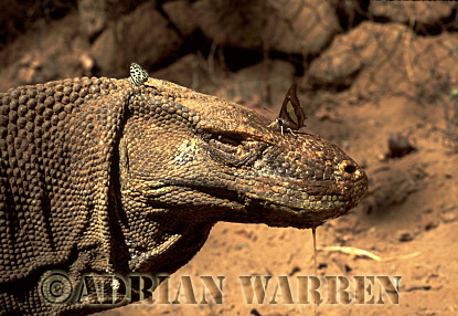 Komodo Dragon, Varanus komodensis, dragon02.jpg 
320 x 217 compressed image 
(53,658 bytes)