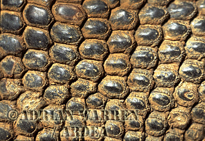 Komodo Dragon, Varanus komodensis, dragon12.jpg 
320 x 220 compressed image 
(72,843 bytes)