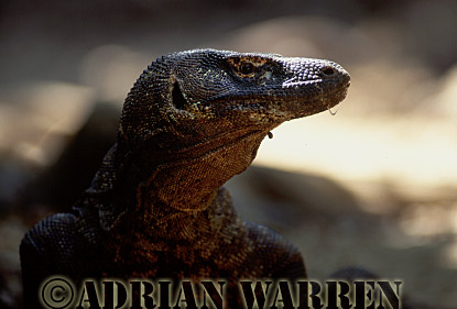 Komodo Dragon, Varanus komodensis, dragon15.jpg 
320 x 220 compressed image 
(70,431 bytes)