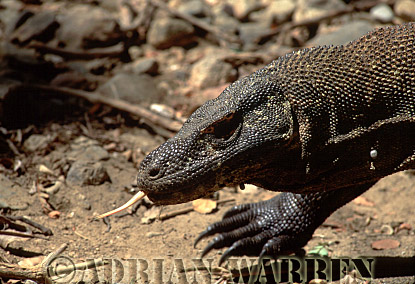 Komodo Dragon, Varanus komodensis, dragon18.jpg 
228 x 320 compressed image 
(78,263 bytes)