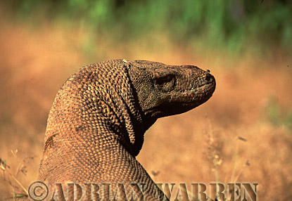 Komodo Dragon, Varanus komodensis, dragon20.jpg 
222 x 320 compressed image 
(64,306 bytes)