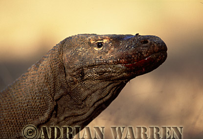 Komodo Dragon, Varanus komodensis, dragon21.jpg 
221 x 320 compressed image 
(57,872 bytes)