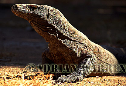 Komodo Dragon, Varanus komodensis, dragon29.jpg 
320 x 216 compressed image 
(54,923 bytes)