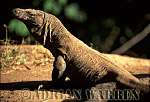 Komodo Dragon, Varanus komodensis, Preview of: 
dragon13.jpg 
320 x 219 compressed image 
(80,363 bytes)