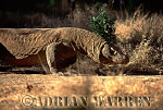 Komodo Dragon, Varanus komodensis, Preview of: 
dragon14.jpg 
320 x 220 compressed image 
(88,301 bytes)