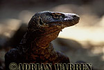 Komodo Dragon, Varanus komodensis, Preview of: 
dragon15.jpg 
320 x 220 compressed image 
(70,431 bytes)