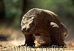 Komodo Dragon, Varanus komodensis, Preview of: 
dragon16.jpg 
320 x 216 compressed image 
(63,021 bytes)