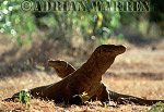 Komodo Dragon, Varanus komodensis, Preview of: 
dragon17.jpg 
220 x 320 compressed image 
(74,766 bytes)