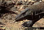 Komodo Dragon, Varanus komodensis, Preview of: 
dragon18.jpg 
228 x 320 compressed image 
(78,263 bytes)