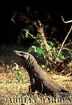 Komodo Dragon, Varanus komodensis, Preview of: 
dragon19.jpg 
218 x 320 compressed image 
(69,338 bytes)