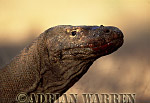 Komodo Dragon, Varanus komodensis, Preview of: 
dragon21.jpg 
221 x 320 compressed image 
(57,872 bytes)