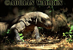 Komodo Dragon, Varanus komodensis, Preview of: 
dragon22.jpg 
320 x 219 compressed image 
(70,436 bytes)