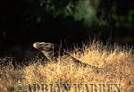 Komodo Dragon, Varanus komodensis, Preview of: 
dragon24.jpg 
320 x 219 compressed image 
(70,436 bytes)