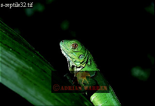 Iguana, Igauna Iguana, lizards03.jpg 
320 x 219 compressed image 
(35,488 bytes)