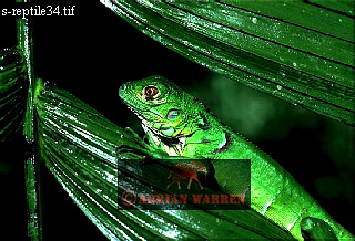 Iguana, Igauna Iguana, lizards04.jpg 
320 x 218 compressed image 
(76,684 bytes)