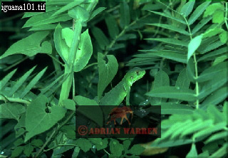 Iguana, Igauna Iguana, lizards05.jpg 
320 x 222 compressed image 
(70,777 bytes)