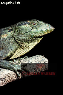 Polychrus lizard, lizards08.jpg 
211 x 320 compressed image 
(47,916 bytes)