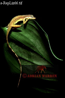 Anolis lizard, lizards10.jpg 
212 x 320 compressed image 
(33,542 bytes)