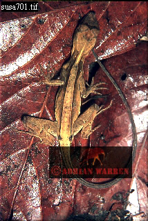 Anolis lizard, lizards11.jpg 
214 x 320 compressed image 
(91,149 bytes)