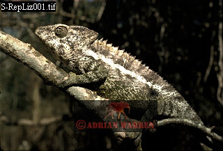 Madagascar Chamaeleon, lizards14.jpg 
320 x 217 compressed image 
(61,432 bytes)