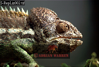 Madagascar Chamaeleon, lizards15.jpg 
320 x 217 compressed image 
(72,443 bytes)