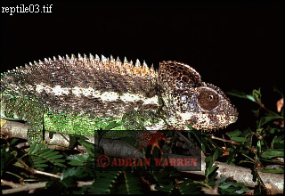 Madagascar Chamaeleon, lizards16.jpg 
320 x 220 compressed image 
(68,387 bytes)