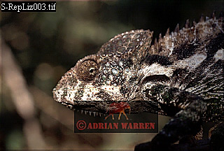 Madagascar Chamaeleon, lizards17.jpg 
320 x 216 compressed image 
(68,822 bytes)