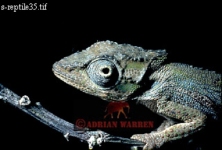 Pygmy Chamaeleon, Chamaeleo pumila, lizards18.jpg 
320 x 217 compressed image 
(50,608 bytes)